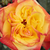 Rood -geel - Floribunda roos - Rumba ®